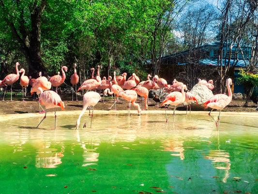 Flamingos (Digital Download)