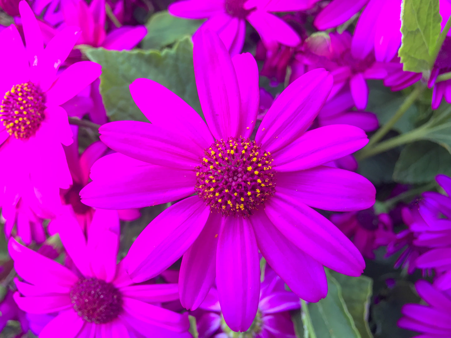 Purple Flower ( Digital Download)